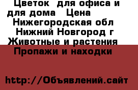 Цветок  для офиса и для дома › Цена ­ 1 000 - Нижегородская обл., Нижний Новгород г. Животные и растения » Пропажи и находки   